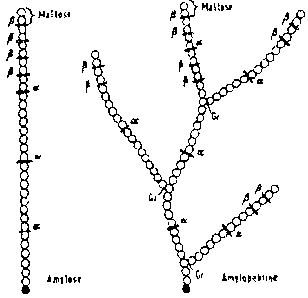 maltose