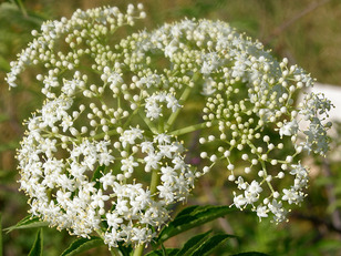 Vlierbloesem of Sambucus Canadensis