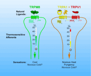 receptor