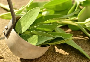 Salvia officinalis purpurea