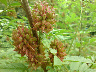 zoethoutbloem