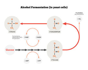 Alcohol Fermentation In Yeast Cells